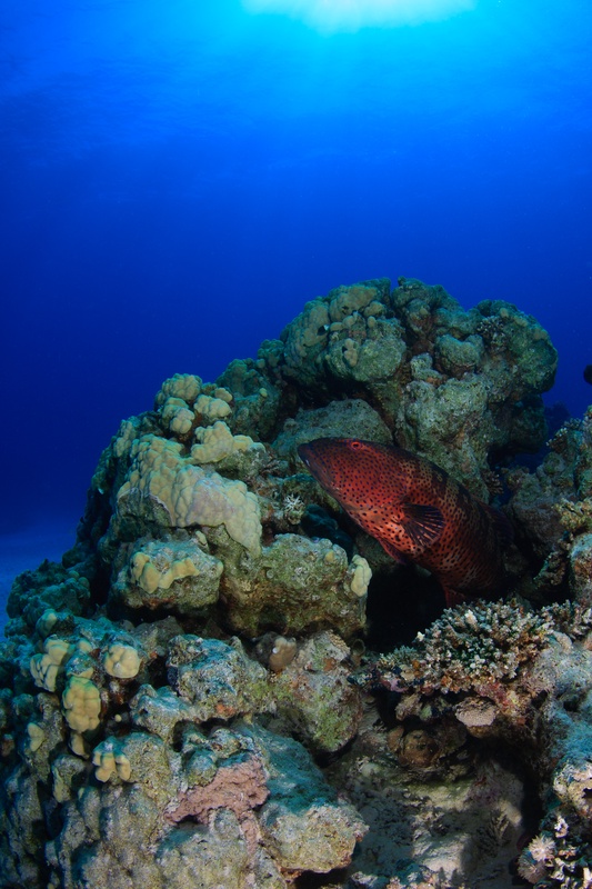 Red coral grouper with electric blue spots peers from behind coral, watching the reef above.