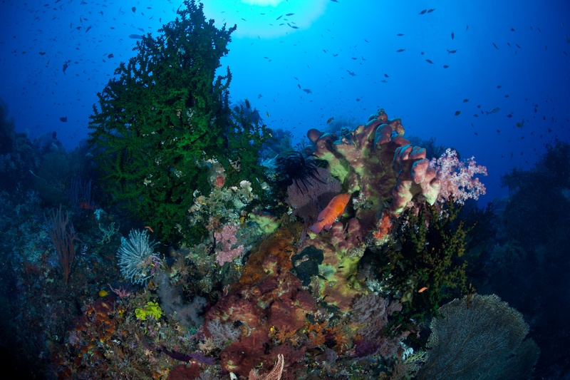 Coral grouper resting among green tubastrea, sponges and crinoids, pink soft corals overhead and fish schooling above.