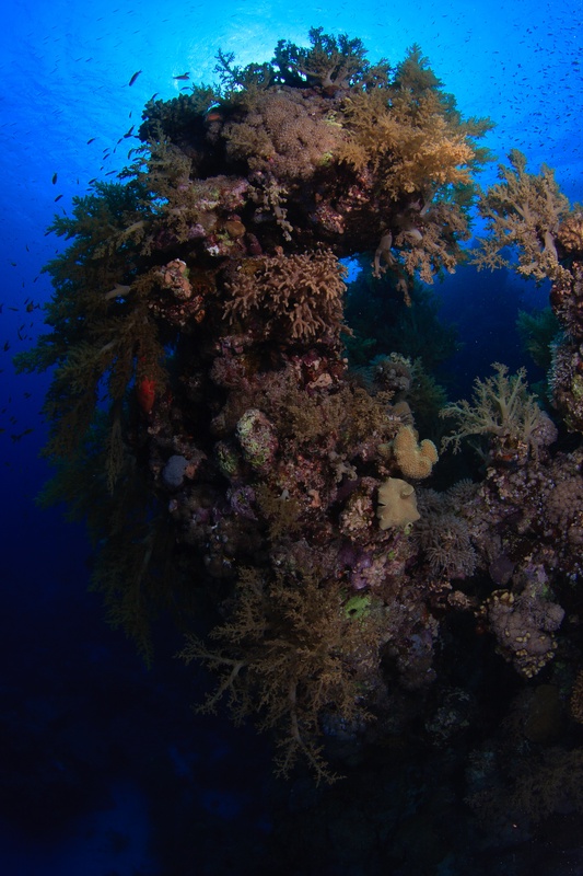 Coral pillar rises from the blue, packed with soft corals, sponges, and circling reef fish.