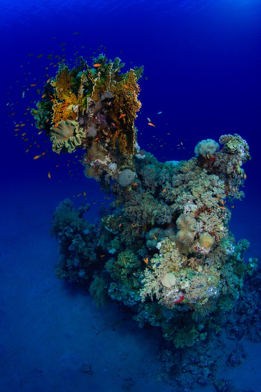 Soft corals cloak a coral pinnacle as orange anthias swarm upward into Marsa Alam blue.