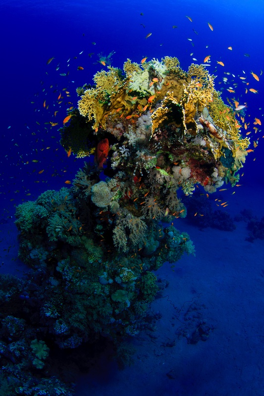 Wide-angle view of a fire-coral pinnacle swarmed by anthias, with a coral grouper holding station.
