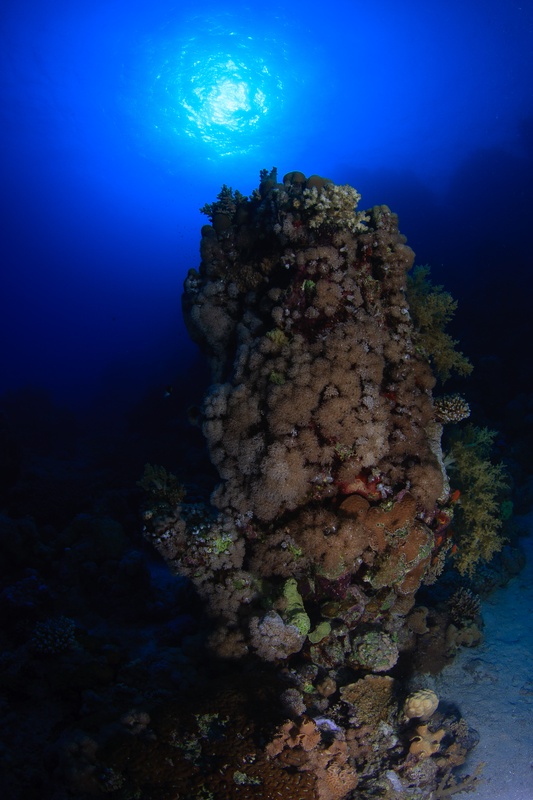 Soft-coral-covered pinnacle rises toward the surface, sun glowing above the Red Sea blue.