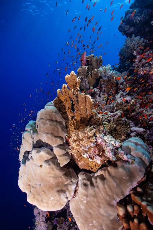 Boulder corals and branching fire corals fill the reef as orange anthias hover above the slope.
