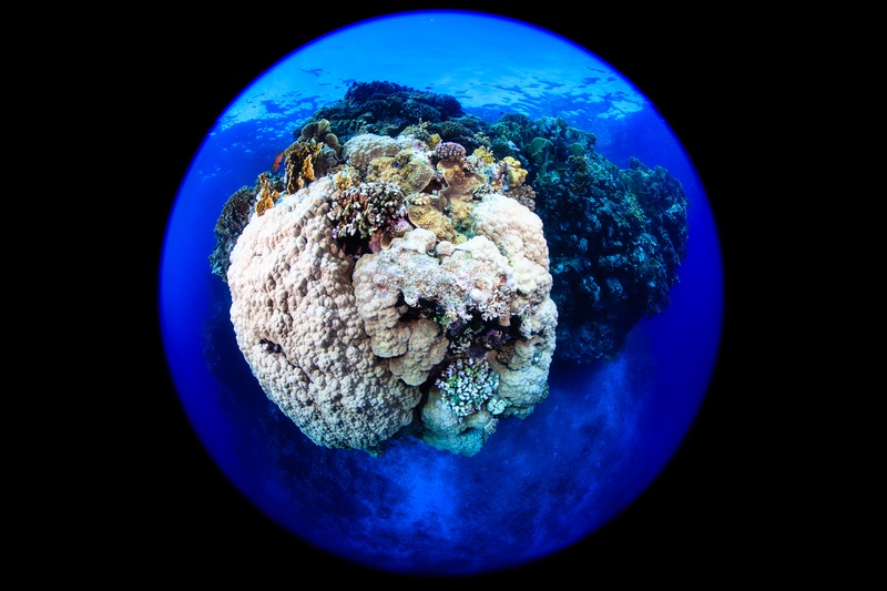 Fisheye reef scene, where a coral bommie curves into a globe of hard and soft corals.