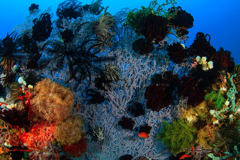 Gorgonian sea fans, crinoids, and soft corals layer a busy Puerto Galera reef scene.
