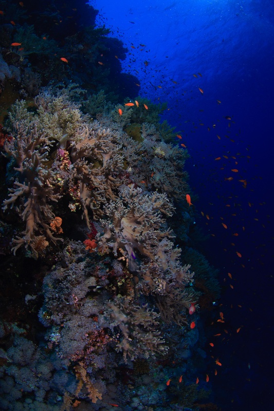 Soft corals coat the reef wall as orange anthias stream past into deep blue water.