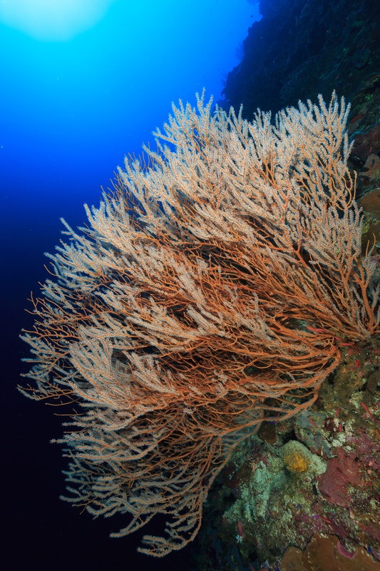 Soft corals and small reef fish spread across a Tubbataha wall in clear blue water.