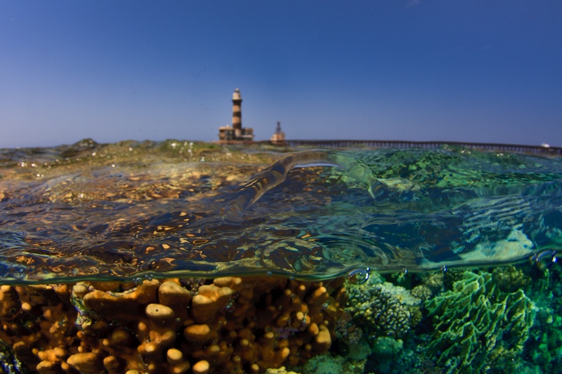 Daedalus Reef split shot with the lighthouse above and hard corals just below the surface.