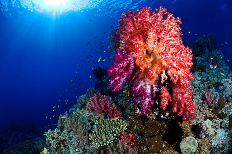 Red and pink dendronephthya soft coral tree on a reef pinnacle, sunlight streaming from the surface above.
