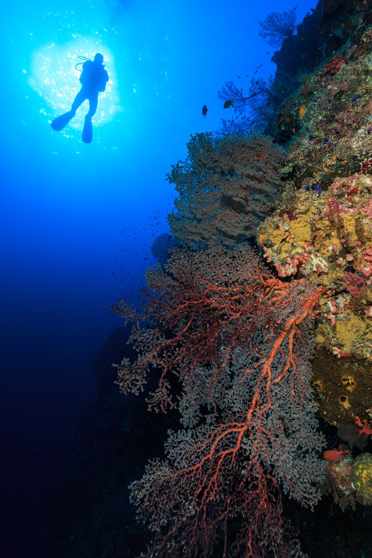 Diver silhouette above a Tubbataha wall layered with red gorgonians, sponges, and small reef fish.