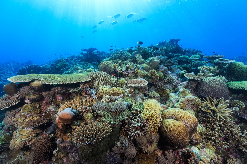 Sunlit hard coral garden with staghorn, table, and brain corals, with reef fish flickering above.
