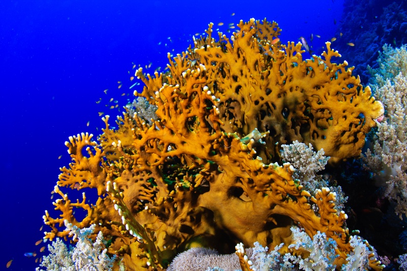 Golden fire coral lifting lace-like branches through a pale soft-coral garden on the Red Sea reef.