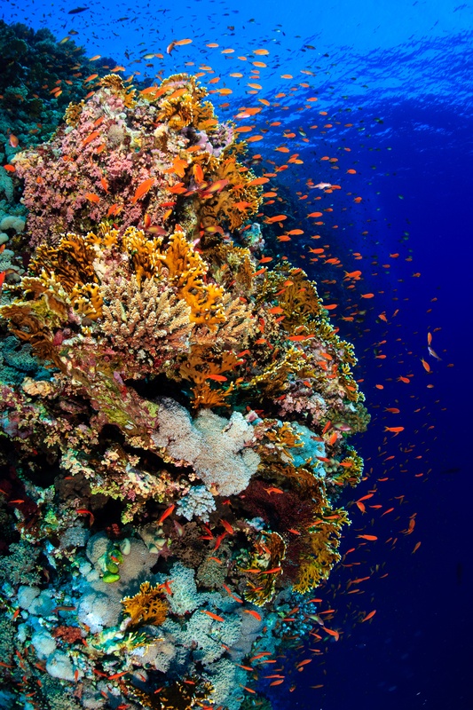 Dense fire coral garden with pink soft corals and hundreds of orange anthias against deep blue open water on a Red Sea reef.