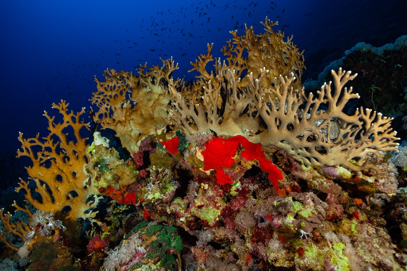 Golden fire coral and a red sponge share the foreground as reef fish drift through blue water.