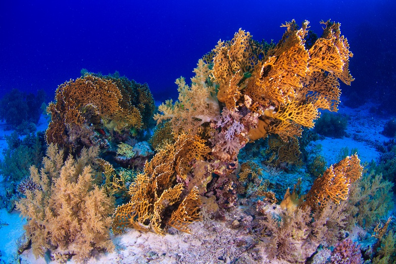 Golden fire corals and soft corals spread across the sandy reef floor in Marsa Alam.