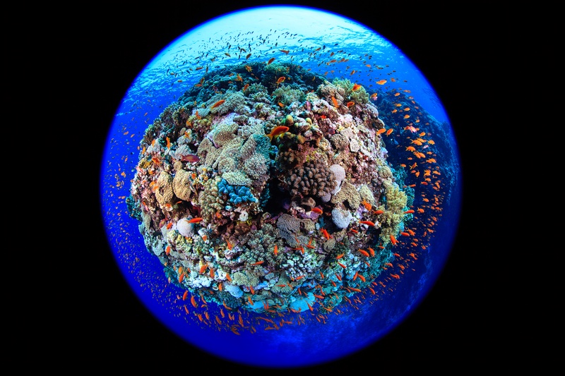 Fisheye reef scene in Sudan, with anthias swirling around a coral pinnacle like a small underwater planet.
