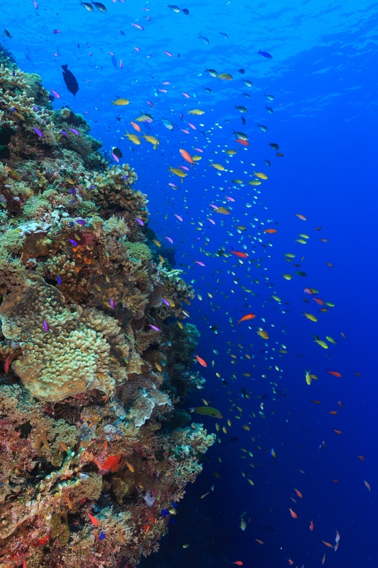 School of fusiliers streaming above the coral reef at Tubbataha in a wide-angle blue-water scene.