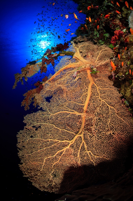 Massive golden gorgonian sea fan extending from a reef wall with soft corals and sunlight filtering through blue water above.