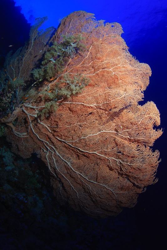 Orange gorgonian fills the frame, its lattice of branches set cleanly against Red Sea blue.