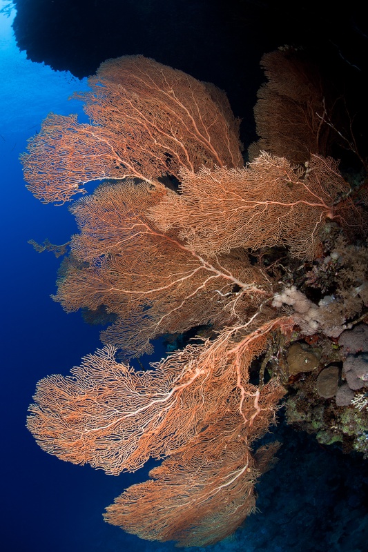 Orange gorgonian sea fan reaching out from the Brothers wall into clear blue water.