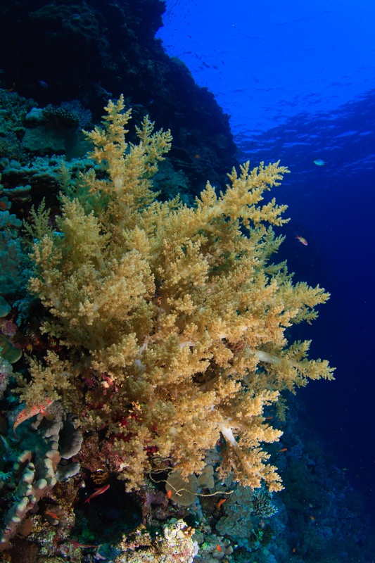 Golden soft coral blooming from the reef wall, its branches glowing against deep blue Red Sea water.