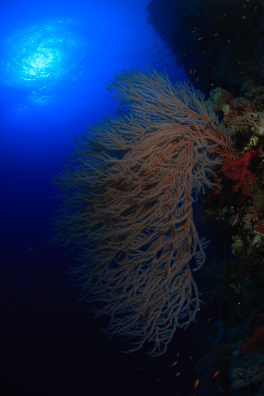 Gorgonian coral pours off the reef wall, with the sun burning through blue water overhead.