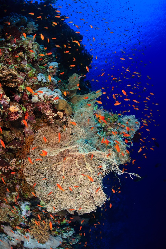 Gorgonian sea fan on a colorful coral wall with clouds of orange anthias streaming into open blue water.