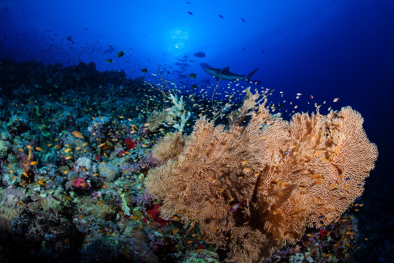 Large gorgonian fan reaches out from the reef wall while fish drift through the blue behind it.
