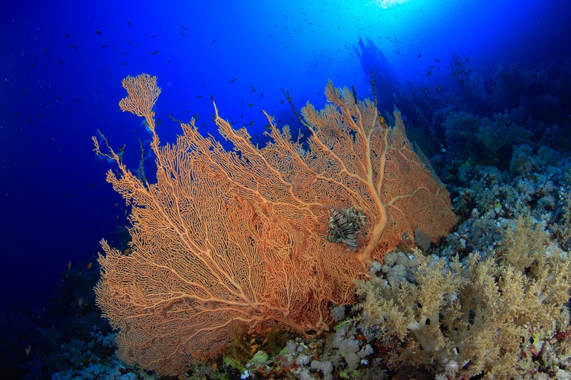 Lionfish resting inside an orange gorgonian fan, striped fins framed by nearby soft corals.