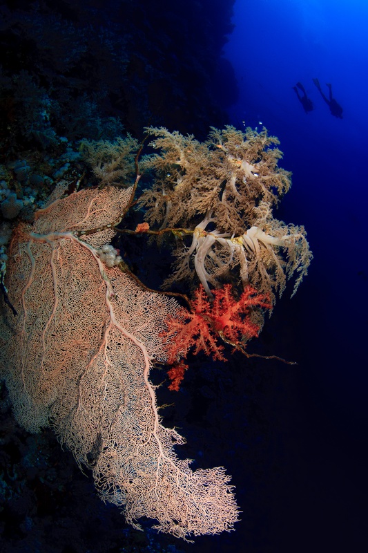 Pink gorgonian and red soft coral cling to the wall, divers hanging far back in the distance.