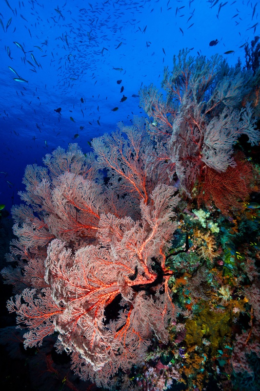 Large pink gorgonian extending vertically from a wall, schooling fish suspended in the blue water above.