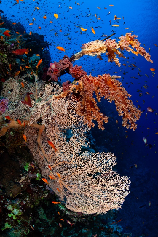 Large gorgonian sea fan and orange soft corals on a reef wall surrounded by swarming anthias against deep blue water.