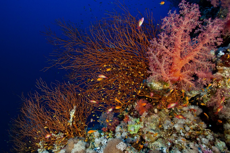 Orange gorgonian sea fan and pink soft corals surrounded by clouds of anthias against deep blue.