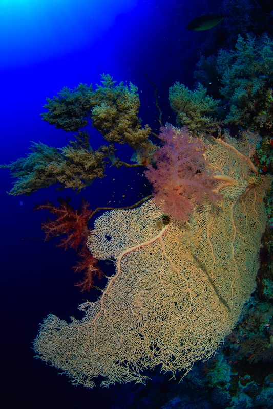 Golden gorgonian fan spreads from the wall beside pink and red soft corals, open water dropping away behind.