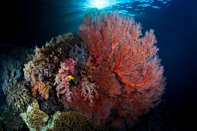 Red gorgonian fan with pink soft corals lit by a sunburst filtering through the shallow surface above.