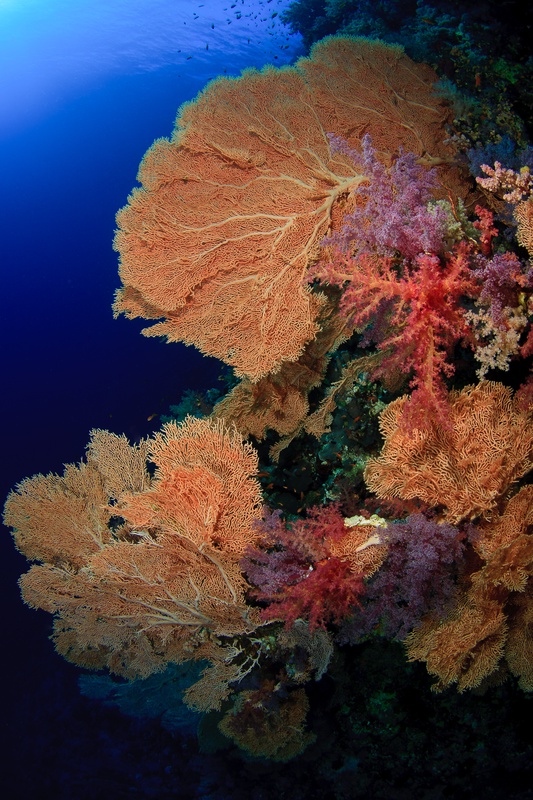 Orange gorgonian fans and pink soft corals line a Marsa Alam wall, fading into cobalt water.