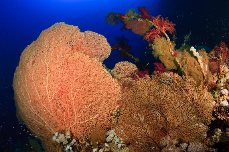 Fisheye wide-angle view of gorgonian fans swarmed by anthias at Brothers Islands.