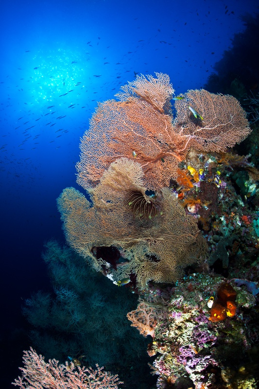 Peach gorgonian fans with a dark crinoid clinging to the branch, soft corals and sponges crowding the wall below.