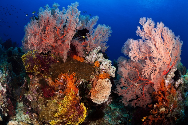 Two large pink gorgonian fans with yellow gorgonians, orange soft corals and white sponges crowding the reef around them.