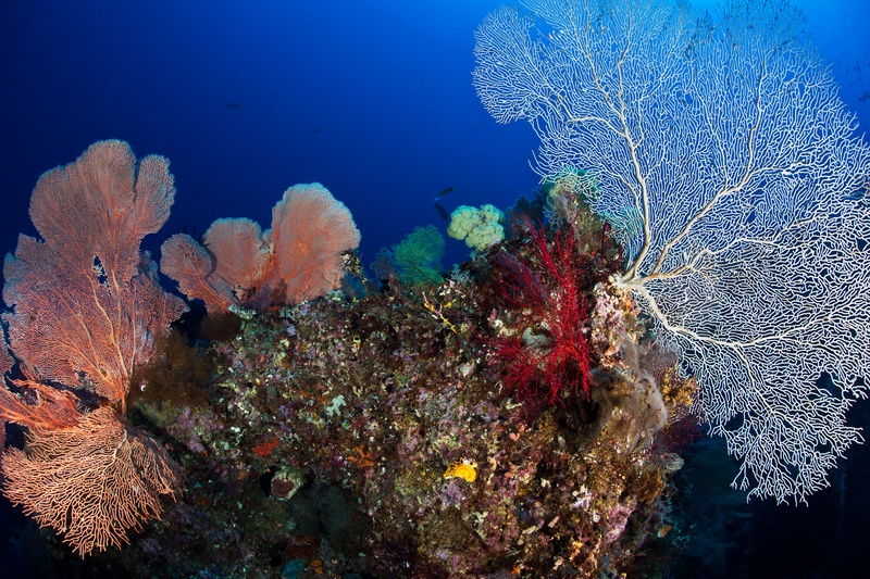 Orange and white gorgonian fans flanking a coral block, a vivid red fan in the center against deep blue.