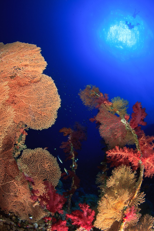 Wide-angle reef wall of gorgonians and soft corals, diver silhouetted below the sunball.