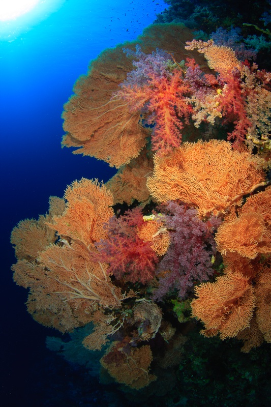 Orange gorgonian fans and pink soft corals cover the reef wall in a wide-angle Red Sea scene.