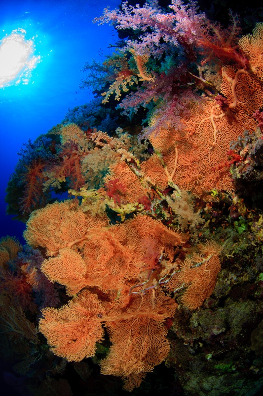 Orange gorgonian fans and pink soft corals blanket a reef wall off Marsa Alam.