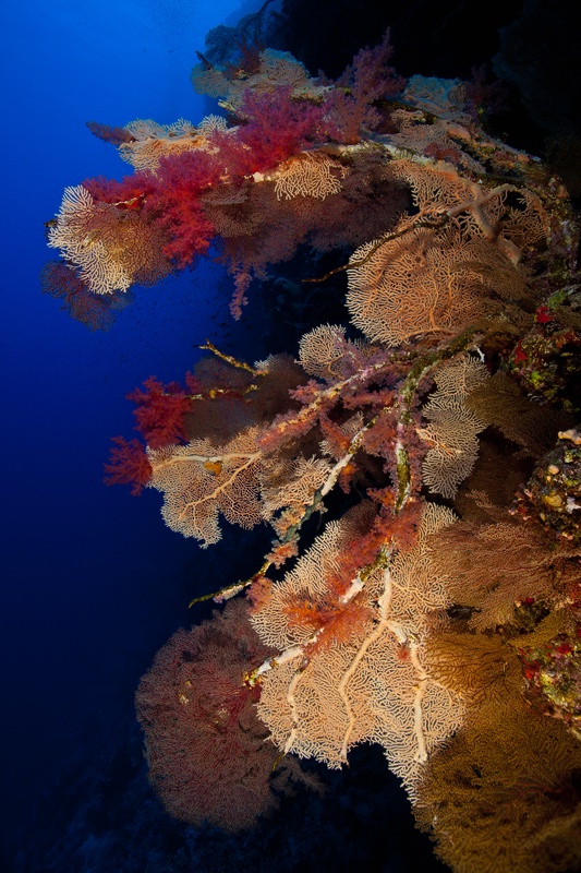 Gorgonian fans and red soft corals cloak a steep Red Sea wall, falling away into blue.