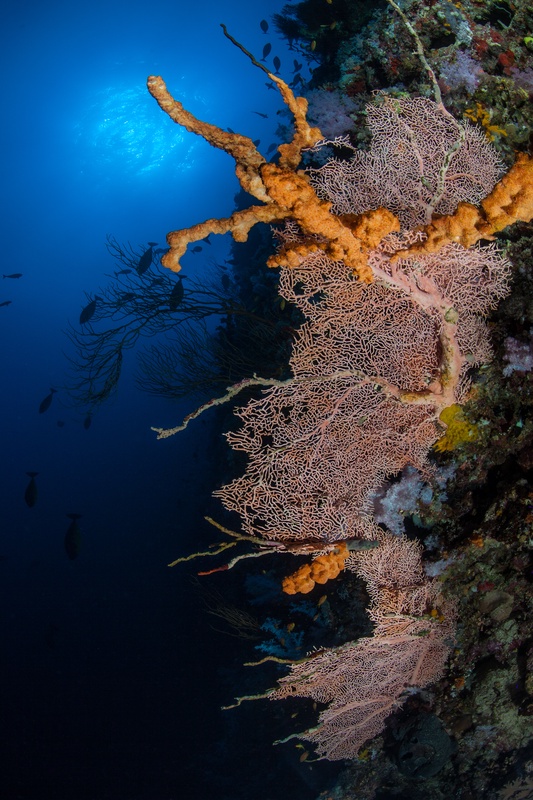 Pink sea fans and orange tube sponges line a Sudanese wall, fish silhouettes flickering in deep blue.