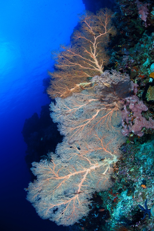 Multiple gorgonian fans cascading down a steep vertical wall, dropping away into deep blue.