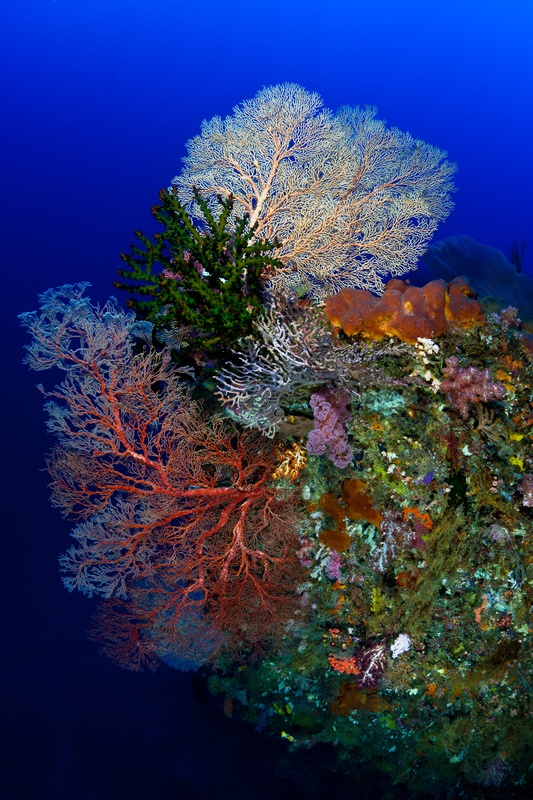 Red and cream gorgonian fans with green tunicates, pink soft corals and orange sponges packed onto a reef wall.