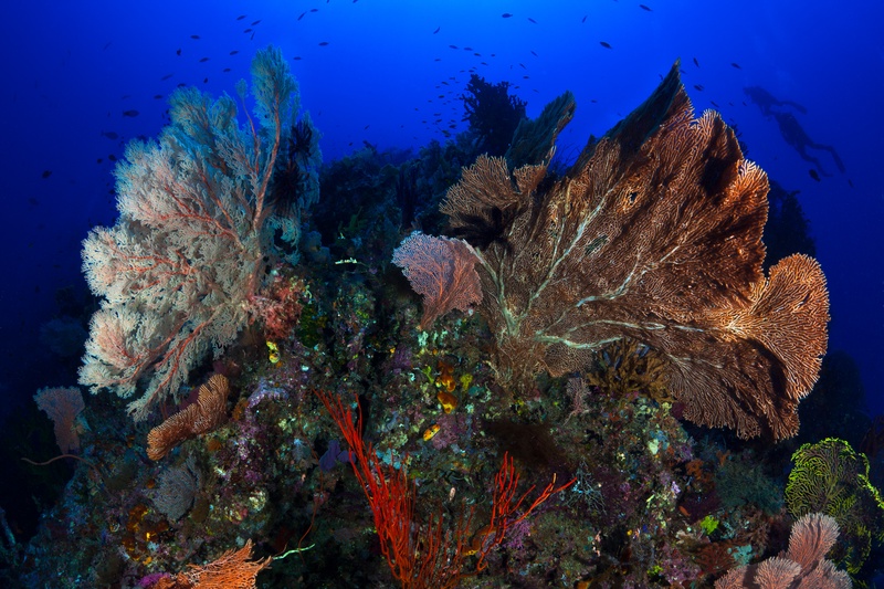 Wide reef panorama: gorgonian fans, red whip corals, crinoids, and a diver silhouette small in the distance.
