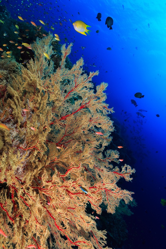 Wide-angle sea fan fills the frame while a diver hangs in silhouette behind it at Tubbataha.