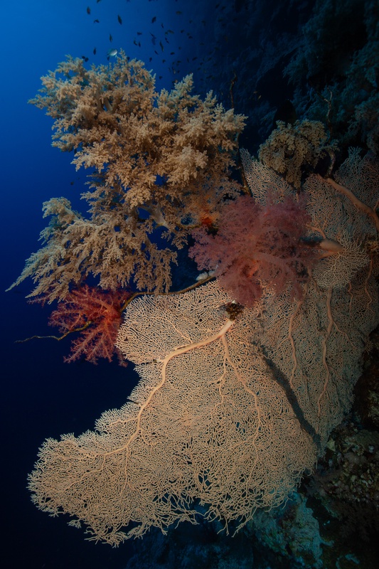 White gorgonian fan spreads from the wall, ringed by pink and red soft corals fading into depth.